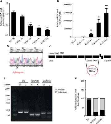 The circRNA circSIAE Inhibits Replication of Coxsackie Virus B3 by Targeting miR-331-3p and Thousand and One Amino-Acid Kinase 2